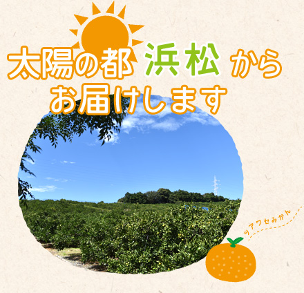 太陽の都浜松からお届けします シアワセみかん