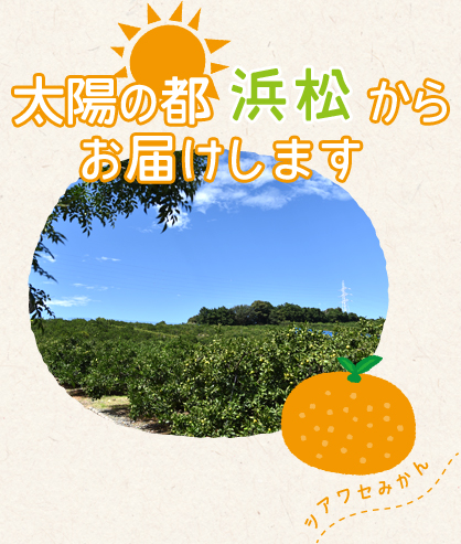 太陽の都浜松からお届けします シアワセみかん