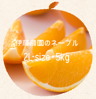 伊藤農園のネーブル/2L・5kg