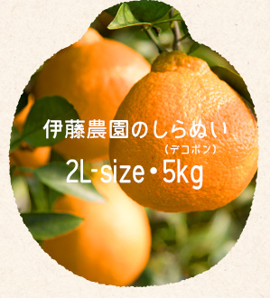 伊藤農園のしらぬい(デコポン)/2L・5kg